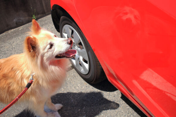 GWは「ペット可レンタカー札幌」で愛犬とプライベート空間をエンジョイ！