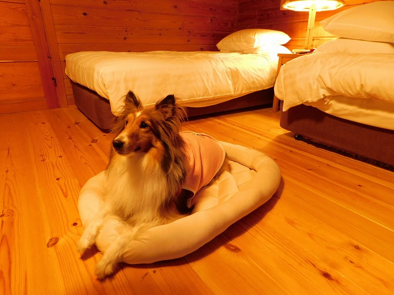 愛犬と泊まれるオススメの温泉・ホテル