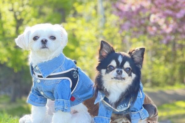 春を呼ぶ！犬と桜Photo〜チワワ編〜