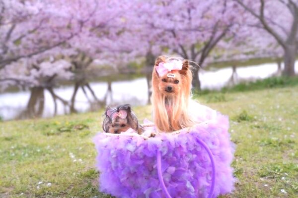 春を呼ぶ！犬と桜Photo〜ヨークシャーテリア編〜
