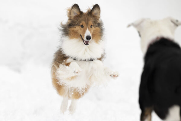 ふかふかの雪で犬と遊ぼう！スノードッグビレッジpresents「冬のニセコ旅」Part,2