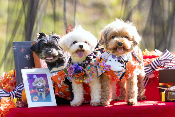 Happy Halloween！ルルフェスinさっぽろドッグランド リポート！