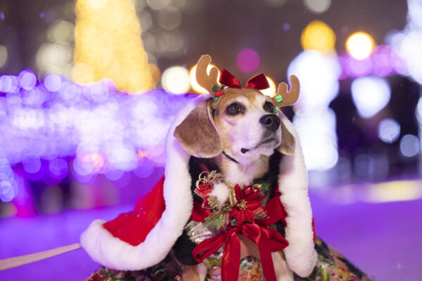 今年は凍えませんでした！ホワイトイヌミネーション2025撮影会 リポート！