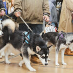 ＼わんハートVol.22発売記念イベント／フォトレコ販売〜新田カメラマン編〜掲載中！