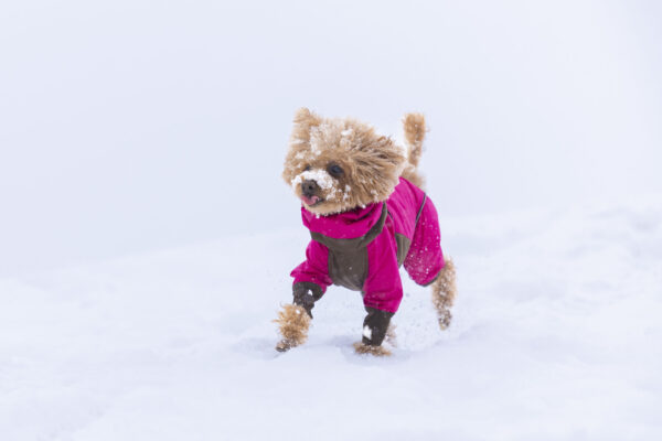 雪中わんダッシュin岩見沢うるの丘 リポート！