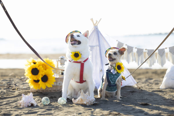 銭函犬祭り撮影会 リポート！