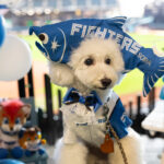 ファイターズCSファイナルステージ進出おめでとう！ペットフェスティバルinエスコンフィールド北海道1日目 リポート！