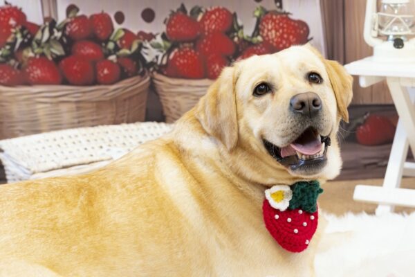 ＼保護犬猫応援／チャリティー撮影会inやわらぎ斎場 西町別館 リポート！