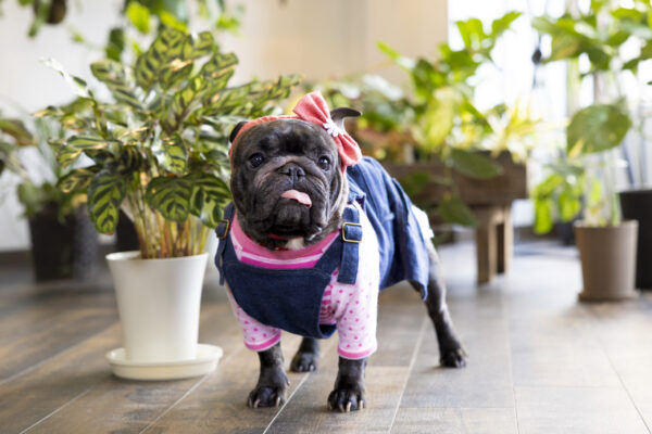 室蘭のトリミングサロン「Onlyわん」撮影会 リポート！