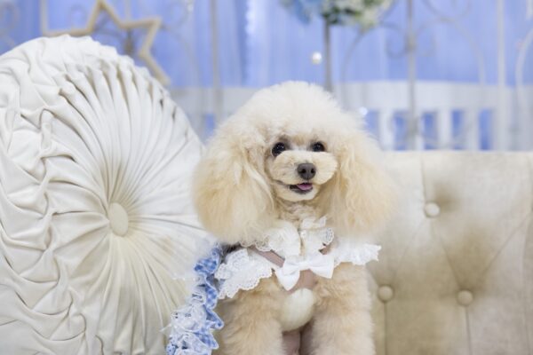 まるでアナ雪の世界…♪わんハートVol.22発売記念イベント撮影会inアクセスサッポロ リポート！