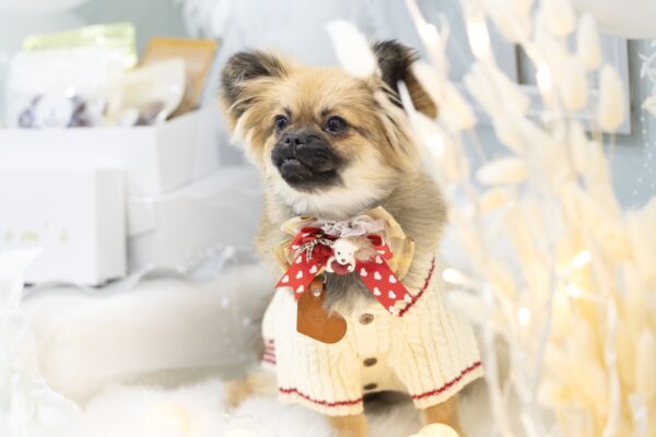 ＼ホワイトギフトの正体はわんこたち♡︎／マムズ2周年記念イベント リポート！