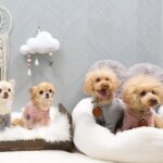 “愛犬と他者への少しの配慮”で、より快適な暮らしを／愛犬家・津田芳典の「等身大ペットコラム」Vol.7