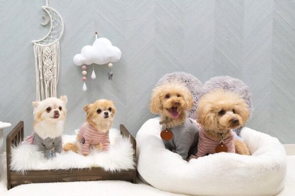 “愛犬と他者への少しの配慮”で、より快適な暮らしを／愛犬家・津田芳典の「等身大ペットコラム」Vol.7