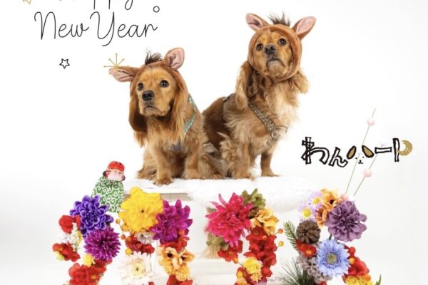 .＊謹賀新年.＊今年もよろしくお願いいたします。