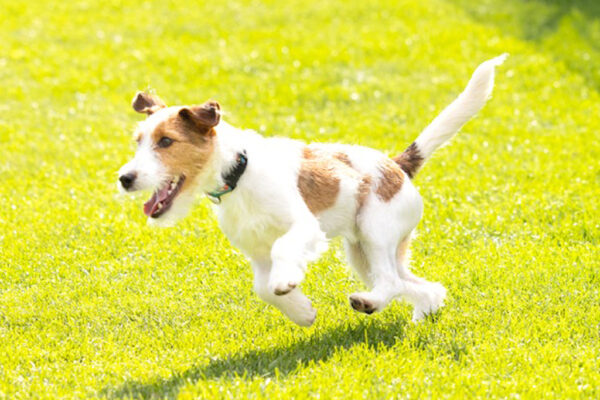 9月11日(土)「サマーワンコ宝くじ」当選犬撮影inさっぽろドッグランド リポート！