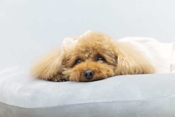 喜びや癒しだけではない、ペットと生活するメリット／愛犬家・津田芳典の「等身大ペットコラム」Vol.5