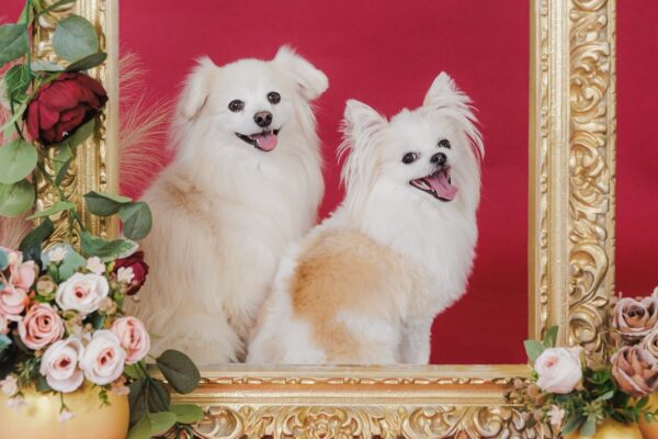 ＼Happy Valentine！／バレンタイン撮影会in cafe MYRTE リポート！