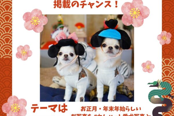 11月15日発売のわんハート掲載！「お正月の愛犬」写真大募集