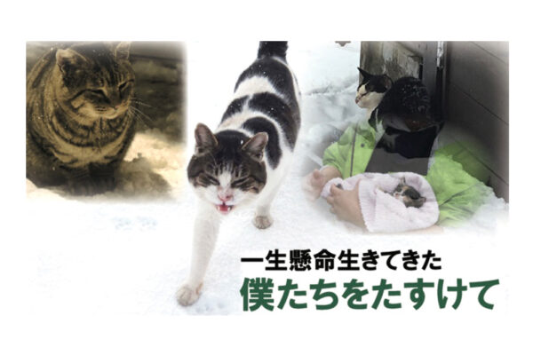 野良猫に緊急シェルターを！保護団体「ニャン友ねっとわーく北海道」がクラウドファンディングに挑戦中！