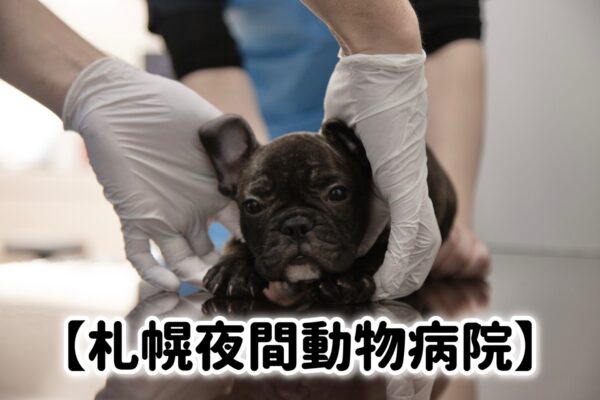 ＼年末年始“愛犬猫のいざというとき”のために／札幌夜間動物病院からのメッセージ