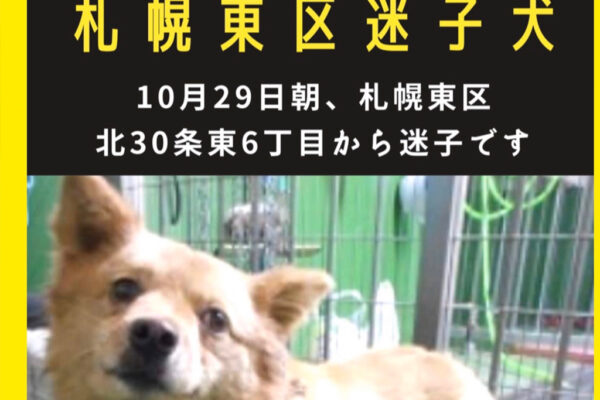 【迷子犬】札幌東区で迷子の中型Mix、ゆめちゃん(♀・5歳)を探しています