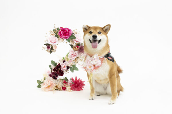 Happy Birthday♪Flower Number撮影会〜1&2〜リポート！