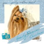 12月14日（日）毎年大人気！Heartyデニムクリスマス撮影会 開催！